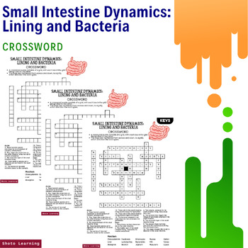 Small Intestine Crossword Challenge: Explore Lining and Bacteria Dynamics