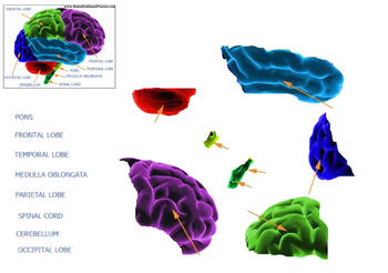 Preview of SmartBoard Parts of the Brain Puzzle