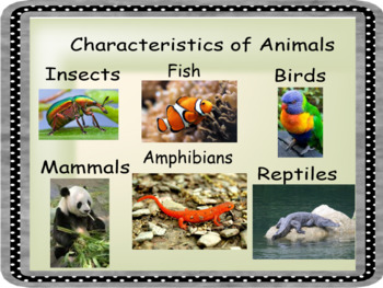 Preview of Smartboard Animal Family Characteristics