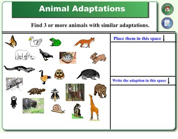 Smartboard Animal Lessons: Ecosystems, Adaptations, and Food Chains by