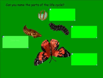 Preview of Smartboard Life Cycle of a Butterfly