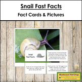 Snail Fast Facts - Montessori Zoology Cards & Pictures