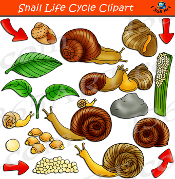 Preview of Snail Life Cycle Clipart