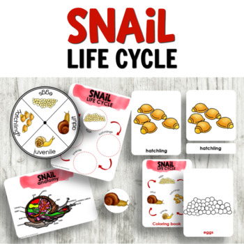 Preview of Montessori Snail Life Cycle - Preschool Science Activities