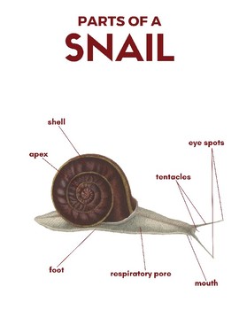 Preview of Snail Nomenclature Cards (3 Part Montessori Cards plus more!)