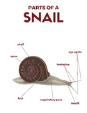 Snail Nomenclature Cards (3 Part Montessori Cards plus more!)