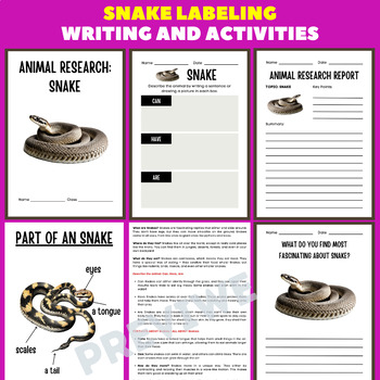 Preview of Snake Animal Research Project Report - Information Report Activities