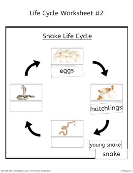 Snake Life Cycle 3-Part Cards & Worksheets (PDF) - Montessori Nomenclature