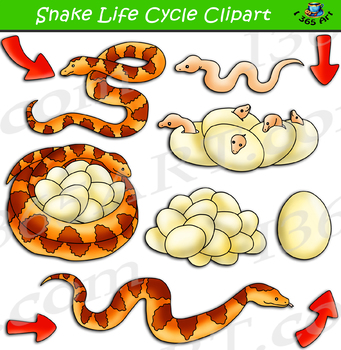 Preview of Snake Life Cycle Clipart