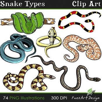 Snake Types Clip Art, Realistic, Hand-Drawn Animal Images, Movable Graphics