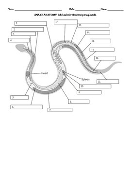 Preview of Snake internal anatomy
