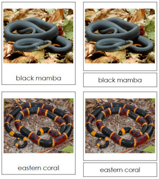 Black Mamba Art Print Snake Chart Poster Kids Room Decor 