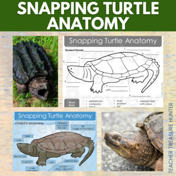 Preview of Snapping Turtle Anatomy Poster pages and labeling worksheet