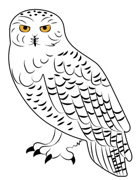 snowy owl line drawing