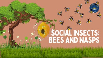 Preview of Social Insects: Bees & Wasps Lesson Presentation–K7 L4 2nd Grade CKLA, Amplify