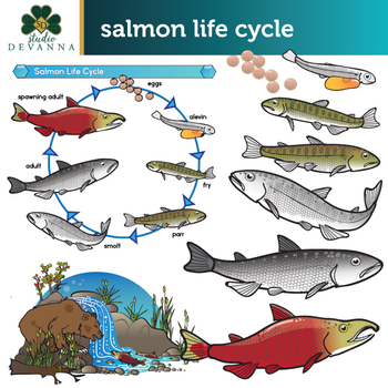 Preview of Sockeye Salmon Life Cycle Clip Art Set