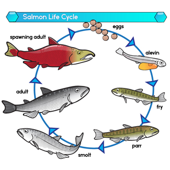 Sockeye Salmon Life Cycle Clip Art Set by Studio Devanna | TpT