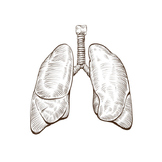 Some Parts of the Respiratory System Combatable with Scien