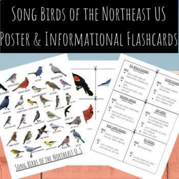 Preview of Songbirds of the NorthEast U.S. | Poster and Informational Flashcards
