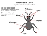 "The Parts of an Insect" Songboard - Insects/Science Vocab