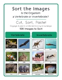 Sort the Images - Organisms - Vertebrate or Invertebrate?