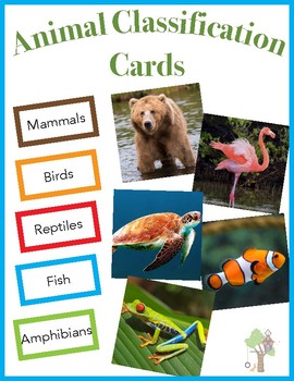 Sorting Activity: Animal Classification (Mammal, Bird, Reptile