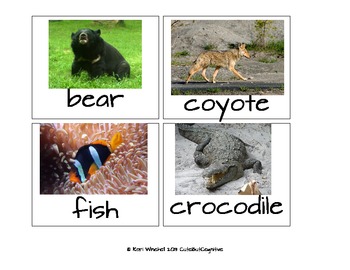 animals sorting characteristics