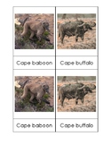 South African Animals Toob 3-Part Card Set