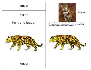 Jaguar Animal Classification