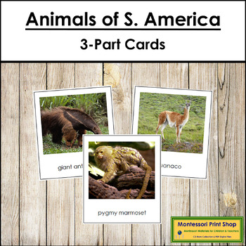 Animals of South America 3-Part Cards - Continent Cards | TPT
