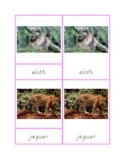 South American Animals - 3 Part Cards