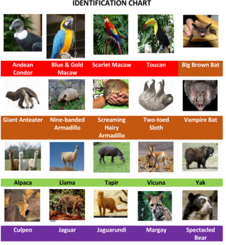 South American Animals Bingo by Ah - Ha Lessons | TPT