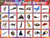 South American Animals Poster