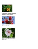 Southern Butterfly Garden / World Plants Lesson