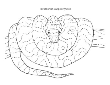Southwest Carpet Python Coloring Page by Mama Draw It | TpT
