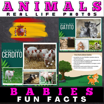 Preview of Spanish Animal Babies : Facts with Real Life Photos - Google Slides™ Included