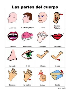 spanish body parts picture notes set by spanish resource