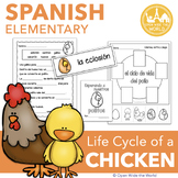 Spanish Dual Language Life Cycle of a Chicken el ciclo de 