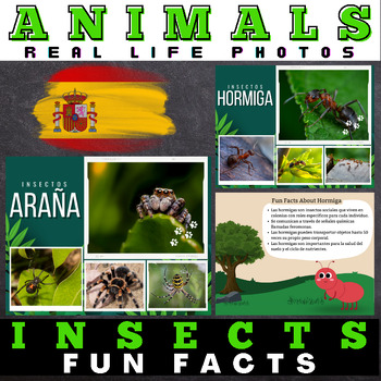 Preview of Spanish Insects : Facts with Real Life Photos - Google Slides™ Included