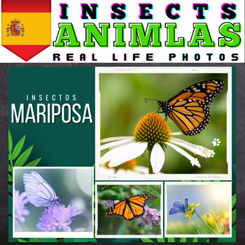 Preview of Spanish Insects : Real Life Photos - Google Slides™ Included