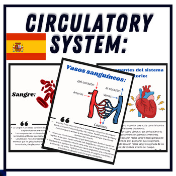 Preview of Spanish Parts and Functions of the Circulatory System - Reading, Printable