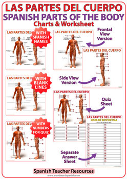 Spanish Parts of the Body Charts - Las Partes del Cuerpo Humano | TpT