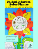 Spanish Plant Activity: The Life Cycle of a Sunflower Science Craft