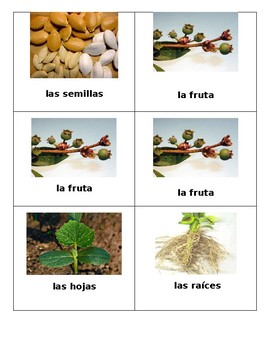 Spanish Plant Cycle And Food Memory Game By La Proferia Tpt