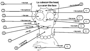 Body Parts Worksheet Spanish / Las partes del cuerpo: Body Parts