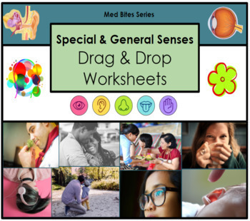 Preview of Special & General Senses - Drag & Drop Worksheets (Med Bites Series)