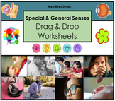 Special & General Senses - Drag & Drop Worksheets (Med Bit