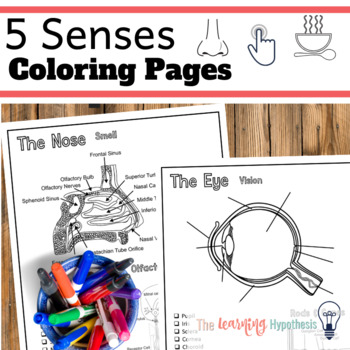 Preview of Special Senses Diagrams.  Nervous System Coloring Pages.