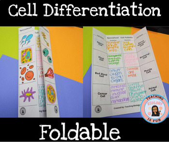 Preview of Specialized Cell Differentiation Foldable Coloring Notetaking