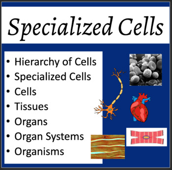 11. What specialized cells line the inner cavity and move fluids through filter feeding sponges?